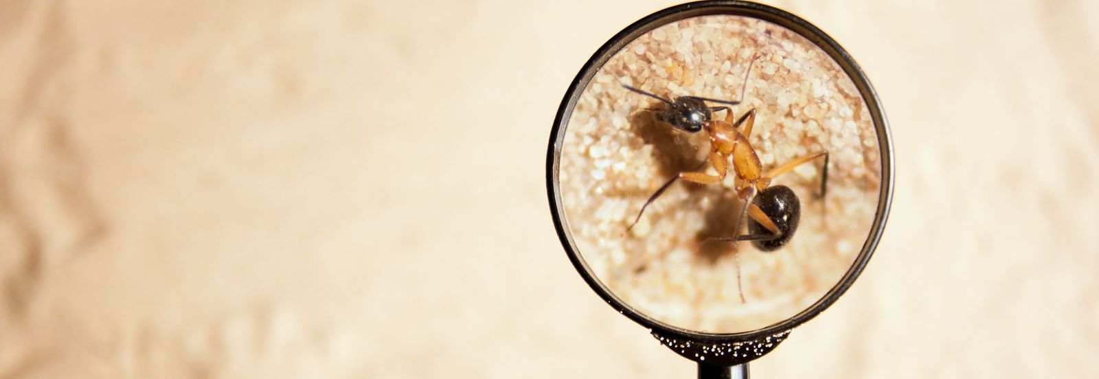 Master Exterminators Pest Control Services in Yuma County